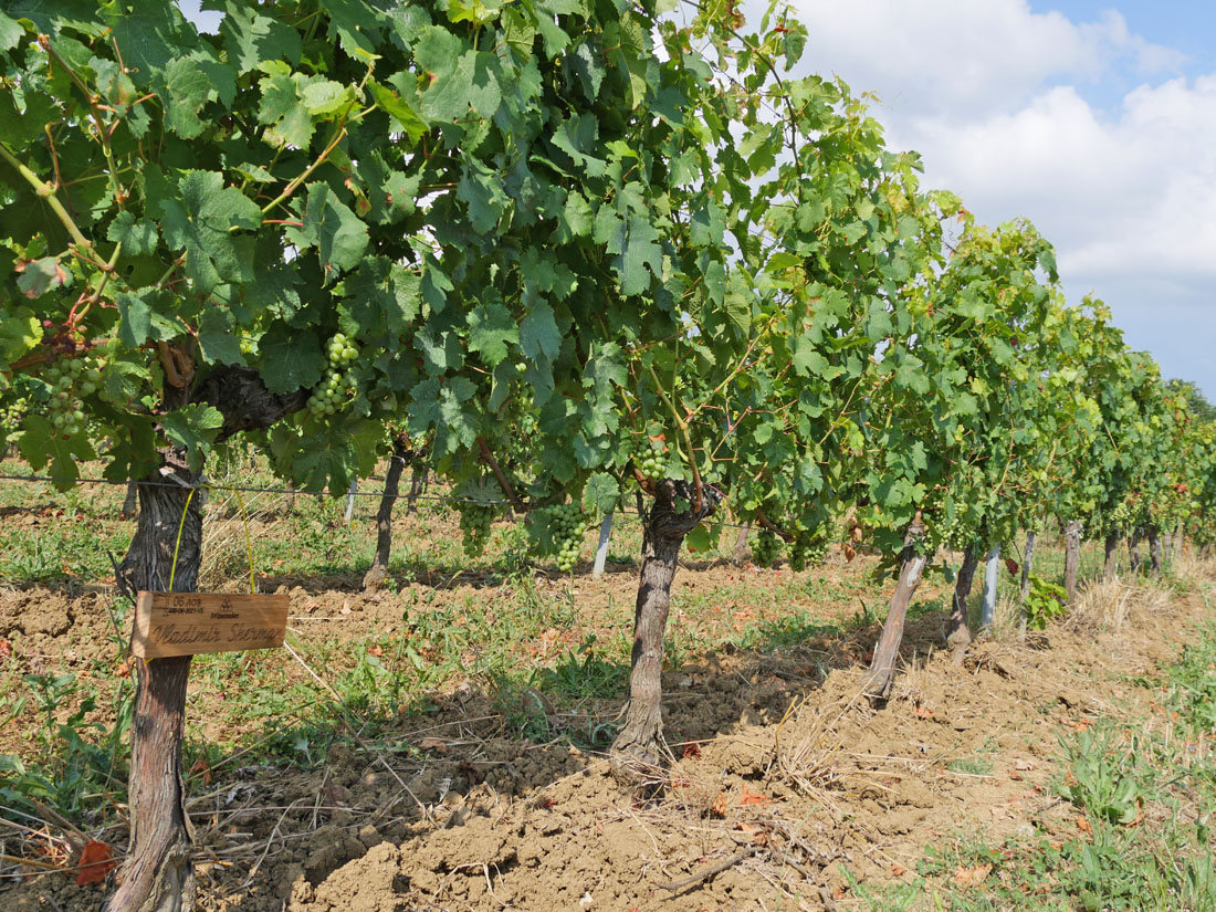 Виноградник на урожай